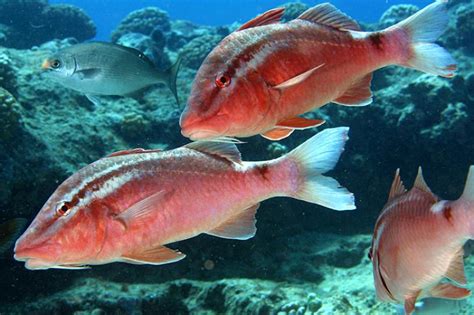 kumu fish|Restorative Aquaculture for Hawaiian Kūmū .